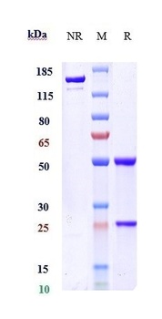 RTN4/NOGO Antibody