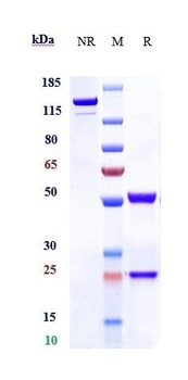 MU5AC Antibody
