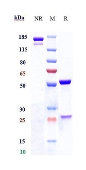Lewis Y Antibody