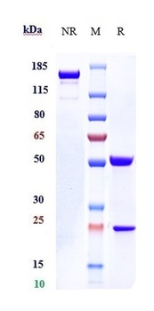 IL-31Ra Antibody