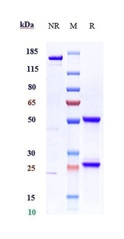 HGF/SF Antibody