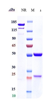 Haptoglobin Reference Antibody