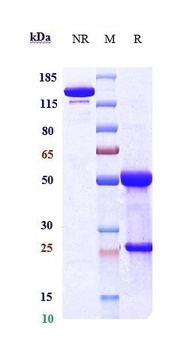 GREM1 / Gremlin Reference Antibody