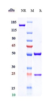 GPNMB Antibody