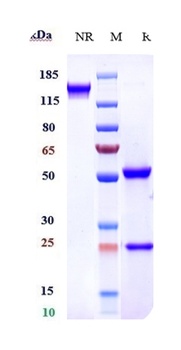 FAP Antibody