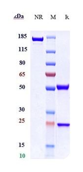 EphB2 Reference Antibody