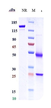 CXCR5/CD185/BLR1/MDR15 Antibody