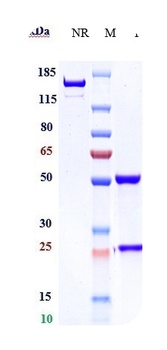NCAM1/CD56 Antibody