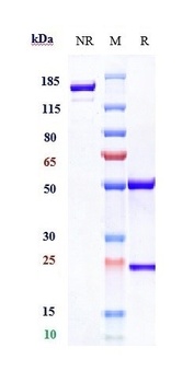 CCL5/RANTES Antibody