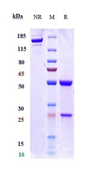B7-H6 / NCR3LG1 Reference Antibody