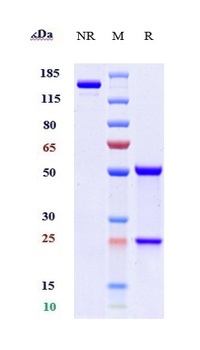 TNFSF13/APRIL/CD256 Antibody