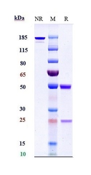 TNFSF2/TNFa Antibody