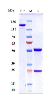 B7-H1/PD-L1/CD274 Antibody