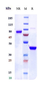 IL-6Ra/CD126 Antibody