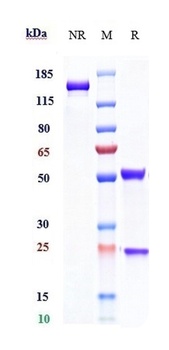 LY75/CD205/DEC-205/CLEC13B Antibody