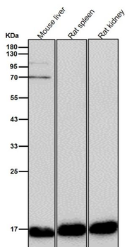 Superoxide Dismutase 1 Rabbit Monoclonal Antibody