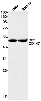 CD147 Rabbit Monoclonal Antibody
