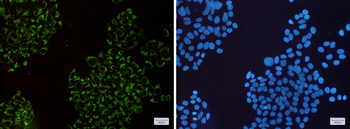 MRPS26 Rabbit mAb Antibody