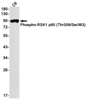 RSK1 p90 (Phospho-Thr359/Ser363) Rabbit mAb Antibody