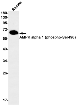 AMPK alpha 1 (Phospho-Ser496) Rabbit mAb Antibody