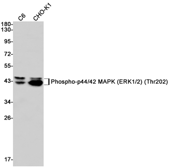 ERK1/2 (Phospho-Thr202/Thr185) Rabbit mAb Antibody