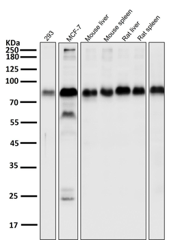 LRP1 Rabbit Monoclonal Antibody