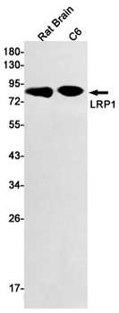 LRP1 Rabbit Monoclonal Antibody