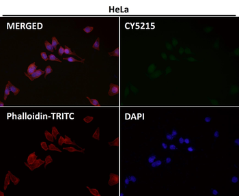 LRP1 Rabbit Monoclonal Antibody
