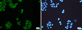 ELOVL5 Rabbit Monoclonal Antibody