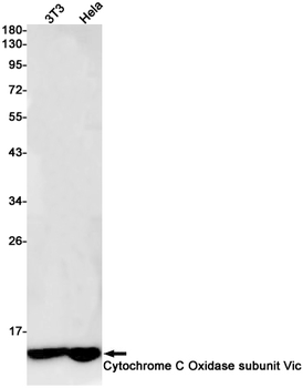 Cytochrome C Oxidase subunit Vic Rabbit mAb Antibody