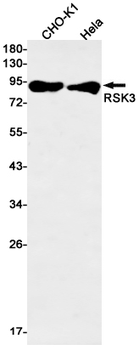 RSK3 Rabbit Monoclonal Antibody