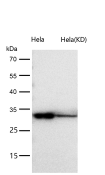CLIC4 Rabbit mAb [KD Validated] Antibody