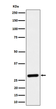 CLIC4 Rabbit mAb [KD Validated] Antibody