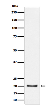 CSN8 Rabbit Monoclonal Antibody