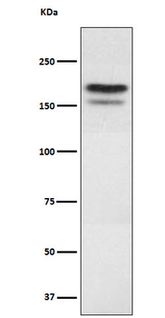 EHMT2 Rabbit mAb [KD Validated] Antibody