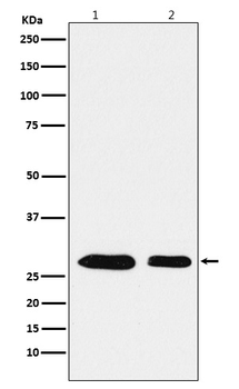 PHAPI2 / APRIL Rabbit mAb [KD Validated] Antibody