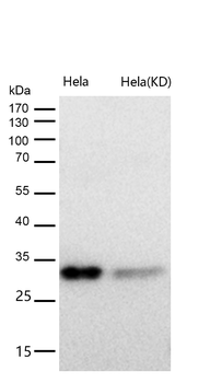 BCL2L12 Rabbit mAb [KD Validated] Antibody