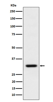 BCL2L12 Rabbit mAb [KD Validated] Antibody