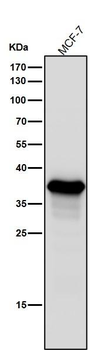 AKR1C3 Rabbit mAb Antibody