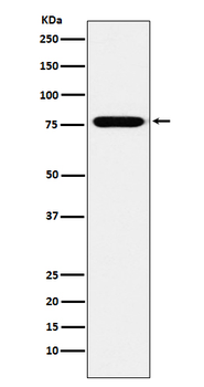 KIF3A Rabbit Monoclonal Antibody