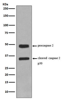 Caspase-2 Rabbit mAb [KD Validated] Antibody
