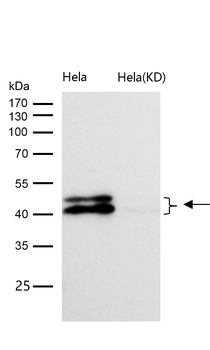 ERK1/2 Rabbit mAb [KD Validated] Antibody