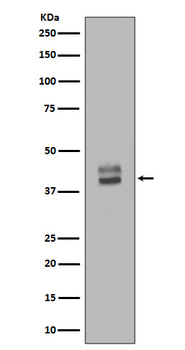 ERK1/2 Rabbit mAb [KD Validated] Antibody