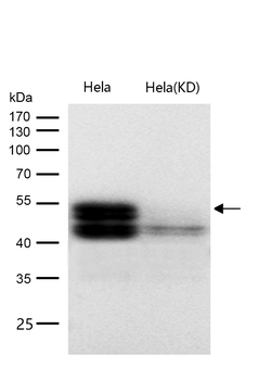 RUNX1/RUNX2/RUNX3 Rabbit mAb [KD Validated] Antibody