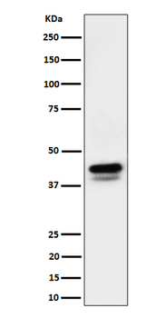 c-Jun/JunD(Phospho-Ser73+Ser100) Rabbit Monoclonal Antibody