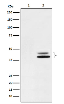 ERK1/2(Phospho-Thr202/Thr185) Rabbit mAb Antibody