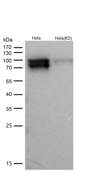 RSK1(Phospho-Ser380) Rabbit mAb [KD Validated] Antibody