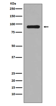 RSK1(Phospho-Ser380) Rabbit mAb [KD Validated] Antibody