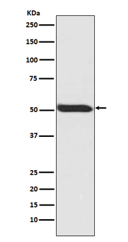p53 (Phospho-Ser392) Rabbit mAb Antibody