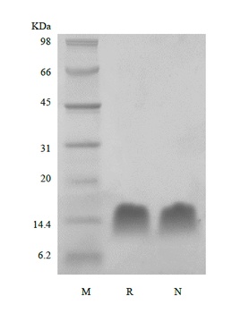Recombinant Human Thymosin beta 4